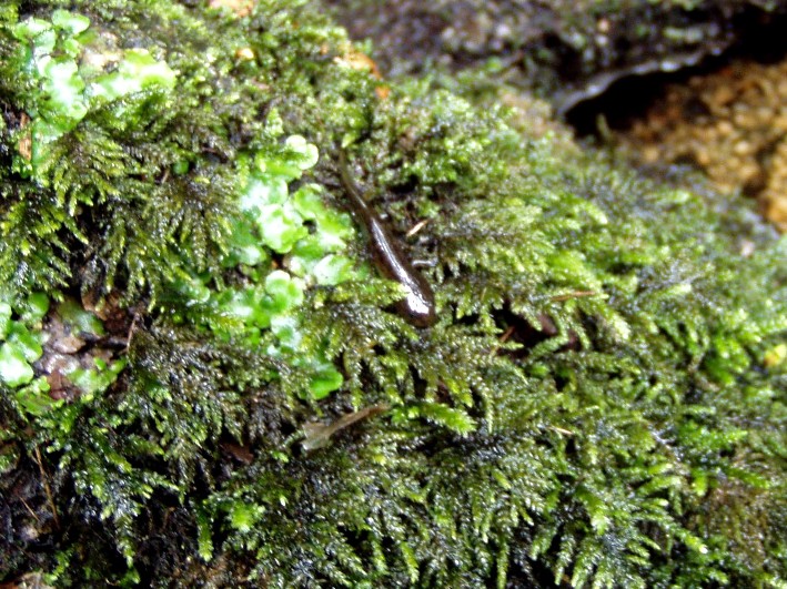 Salamandra pezzata corsa